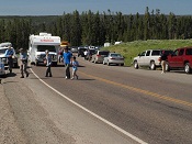 Traffic jam in Yellowstone National Park